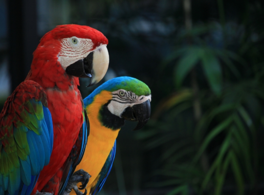 Medio Ambiente prohíbe la exhibición de animales exóticos en playas, ríos y parques