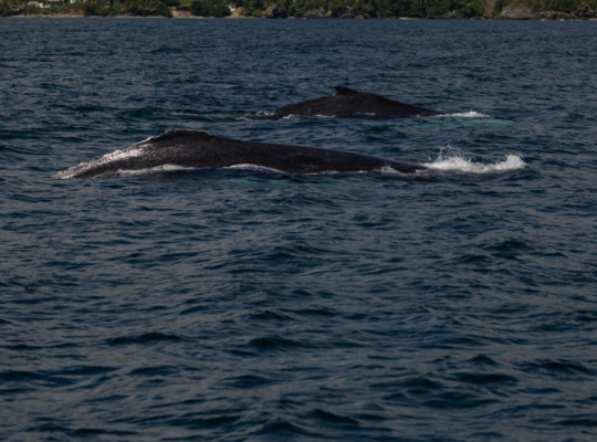 Curiosidades sobre las ballenas jorobadas, especie que se encuentra reproduciéndose en RD