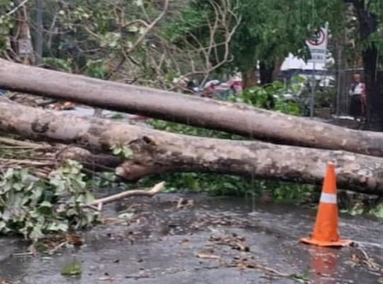 Granizada y caída de árboles: vaguada golpea a Santo Domingo