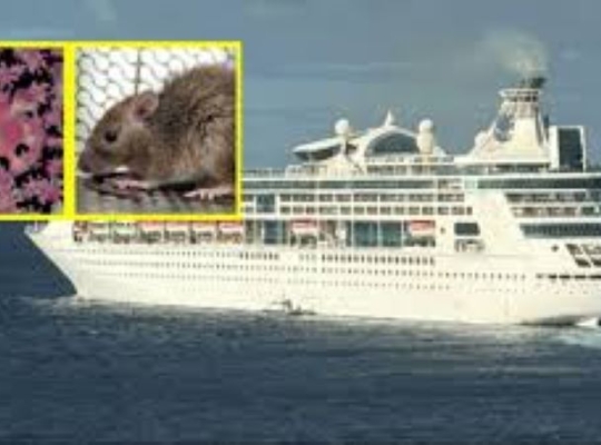 Aumentan a nueve los posibles casos de hantavirus, incluida una mujer que no viajó en el crucero