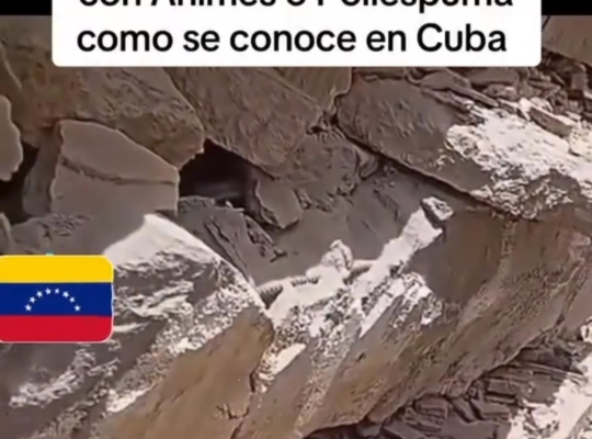 La indignación crece en Venezuela por los rellenos de las columnas de Misión Vivienda de los Socialistas