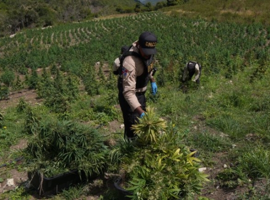 DNCD desmantela plantación con más de 3,000 matas de marihuana en San José de Ocoa