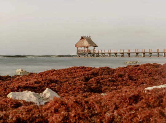 México destina US$115 millones para enfrentar crisis del sargazo en el Caribe