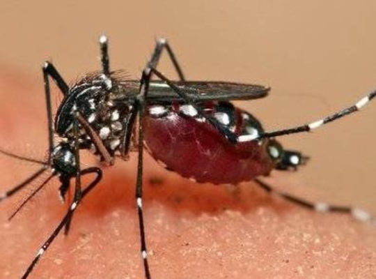 El Día Internacional contra el Dengue, que se conmemora cada 26 de agosto, encuentra a la República Dominicana bajo un cuadro epidemiológico de cautela y vigilancia activa. 
