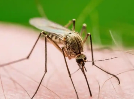 Alerta en Nueva York: confirman primer caso humano de virus del Nilo Occidental en 2026