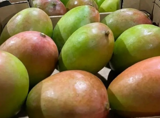 Retiran del mercado de NY, NJ, CT y PA mangos por riesgo de salmonela