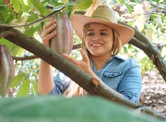 Cacao dominicano: más de cuatro décadas después, el reto de ganar valor