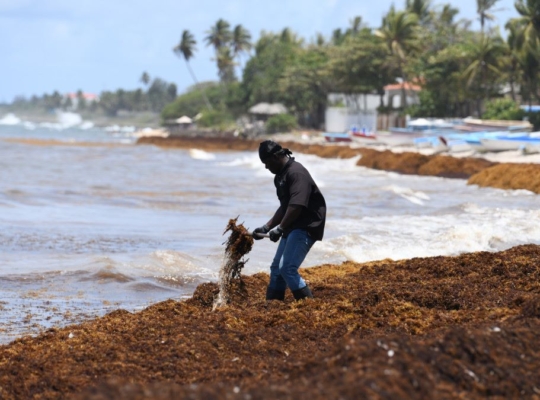 República Dominicana gana Premios Verdes con un plan que convierte el zargazo en bioestimulantes