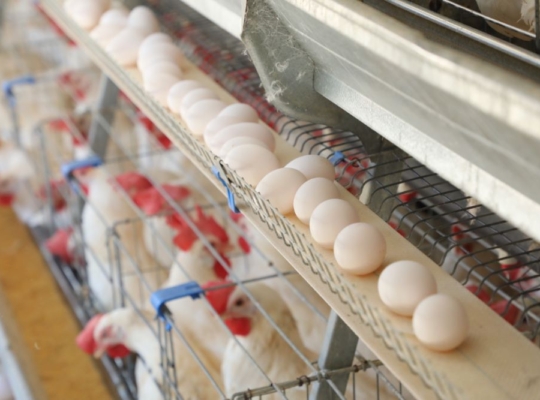 El huevo de cada día: el alimento que ayuda a rendir el presupuesto dominicano