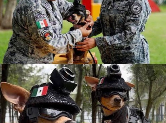 Comando Chihuahua: el diminuto perro militar de 20 centímetros que conquista las redes sociales en México