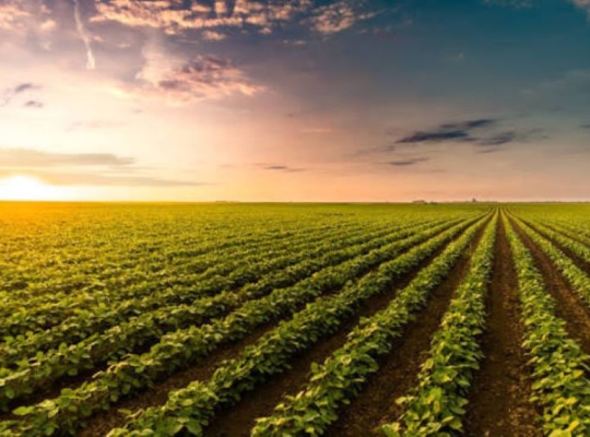 Día Nacional del Agrónomo: el campo dominicano reclama más especialistas y relevo generacional